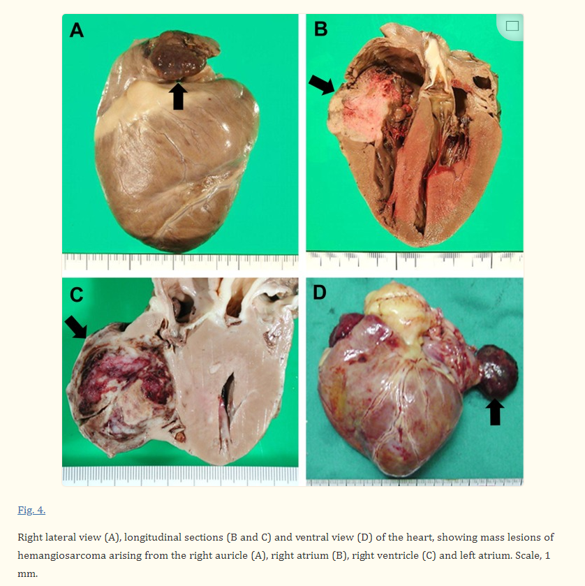 Cardiac.HSA.Fig4.png