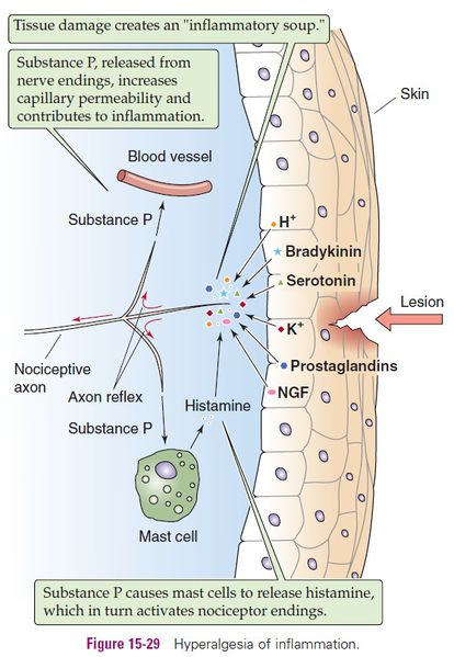 Physiology-ch15-29.jpg